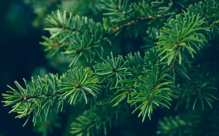 Contenido Evergreen